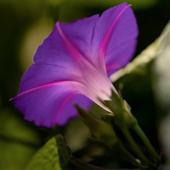 deep purple morning glory